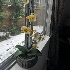 Moth orchid in round pot